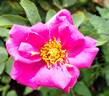 LEGnews rose photo