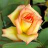 Glowing Sunset rose photo