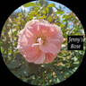 Jenny's Rose rose photo