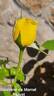Souvenir de Marcel Proust rose photo
