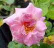 Brindabella First Lady ™ rose photo