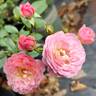 Walferdange rose photo