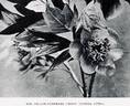 <i>P. lutea</i> Franch. synonym peony photo