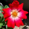 Empathy rose photo