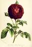 Alexandre Laquement rose photo
