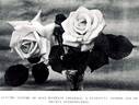 Entente Cordiale rose photo