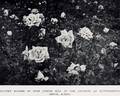 Joseph Hill rose photo