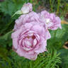 Scentsational ™ rose photo