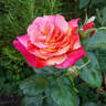 Autumn rose photo