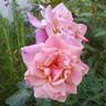 Autumn rose photo