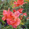 Tawny Tiger rose photo