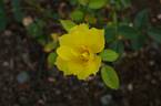 Golden Lace rose photo