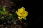 Golden Lace rose photo