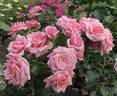 JALdancer rose photo