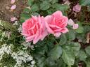 JALdancer rose photo