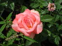 Clovie rose photo