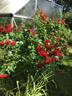 Black Forest Rose rose photo