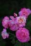 Colour Buffet rose photo