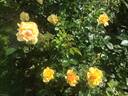 Hansestadt Rostock rose photo