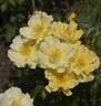 Coloma® rose photo