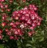 Diamantino rose photo