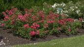 Diamantino rose photo