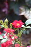 Scarlet Moss ™ rose photo