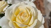 Elvis ® rose photo