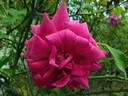 Lady Ann Kidwell rose photo