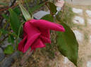 Lady Ann Kidwell rose photo