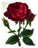 Black Prince rose photo