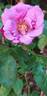 Bossuet, Aigle de Meaux rose photo