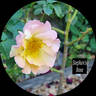 Stephen Fry rose photo