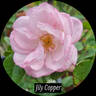 Jilly Cooper rose photo