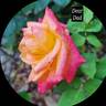 Dear Dad rose photo