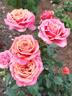 Copper Lights rose photo