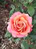Copper Lights rose photo
