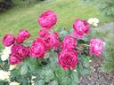 Rose des 4 vents ® rose photo