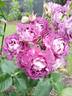 Huddersfield Choral Society rose photo