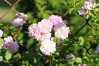 Louis mon ami rose photo