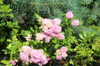 Louis mon ami rose photo