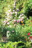 Havering Rambler rose photo