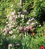 Havering Rambler rose photo