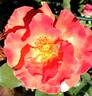 Orange Waves rose photo