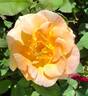 Amber Waves ™ rose photo