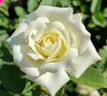 Cachet ™ rose photo