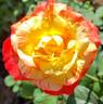 Chihuly ® rose photo