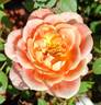 Tangerine Spritzzz!™ rose photo