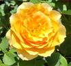 Honey Perfume ™ rose photo