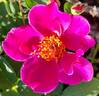 Gentle Annie rose photo